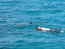 Дельфин приплыл